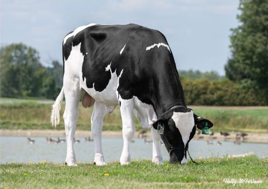 A black and white cow standing in a field.